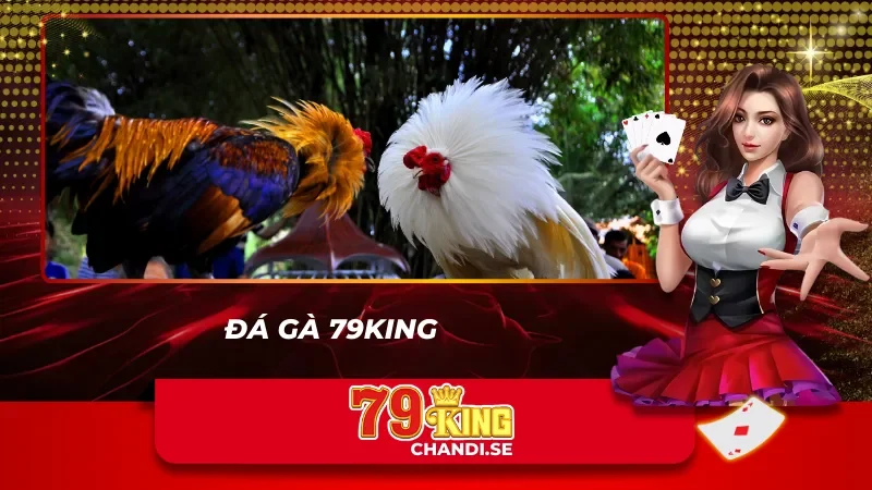 Nghẹt thở trong từng phút giây thi đấu đá gà tại 79king